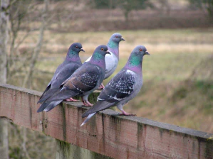 Сизый голубь (Columba livia)