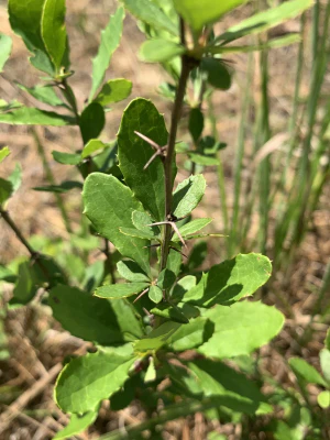 Барбарис канадский (Berberis canadensis). Побег