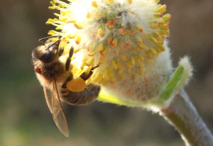 Пчелиная вошь на медоносной пчеле (Apis mellifera)