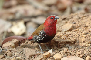 Красный астрильд (Hypargos niveoguttatus)