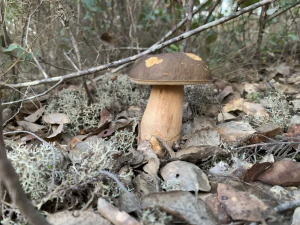 Боровик бронзовый (Boletus aereus)