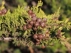 Кипарис крупноплодный (Cupressus macrocarpa). Шишки