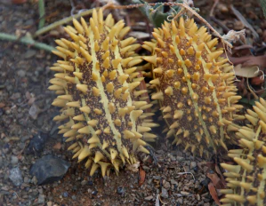 Огурец африканский (Cucumis africanus). Плоды