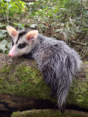 Белобрюхий опоссум (Didelphis albiventris)