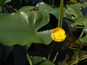 Кубышка японская (Nuphar japonica)