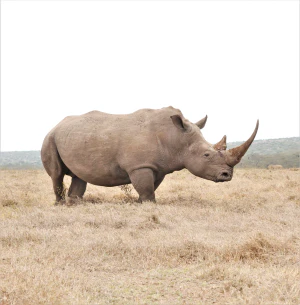 Белый носорог (Ceratotherium simum)