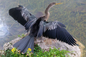 Анхинга (Anhinga anhinga)