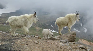 Снежная коза (Oreamnos americanus)