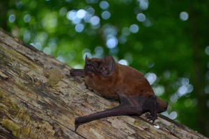Гигантская вечерница (Nyctalus lasiopterus)