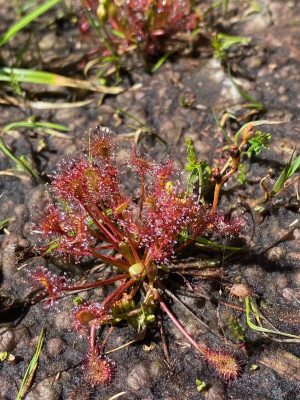 Росянка (Drosera rotundifolia). Общий вид