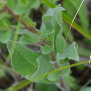 Астра итальянская (Aster amellus). Лист