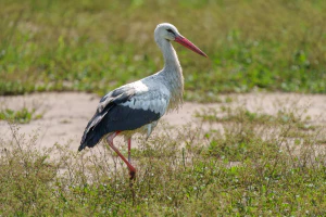 Белый аист (Ciconia ciconia). Общий вид