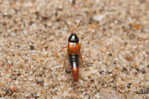 Стафилиниды. Bolitobius castaneus