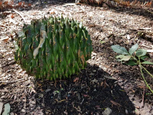 Араукария Бидвилла (Araucaria bidwillii). Шишка