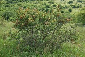 Барбарис обыкновенный (Berberis vulgaris)