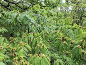 Заросли брахистегии Brachystegia boehmii. Замбия