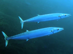 Колючие пеламиды (Acanthocybium solandri)