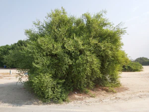 Китайский финик (Ziziphus jujuba)