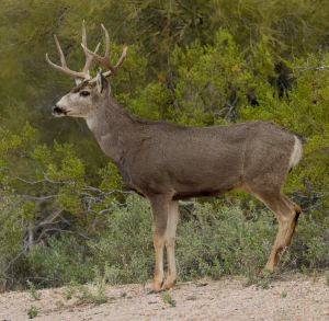 Чернохвостый олень (Odocoileus hemionus)
