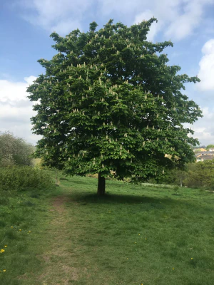 Конский каштан обыкновенный (Aesculus hippocastanum)