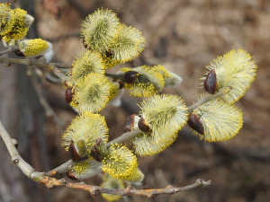 Ива козья (Salix caprea). Мужские соцветия