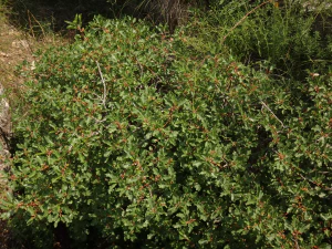 Крушина скальная (Frangula rupestris)