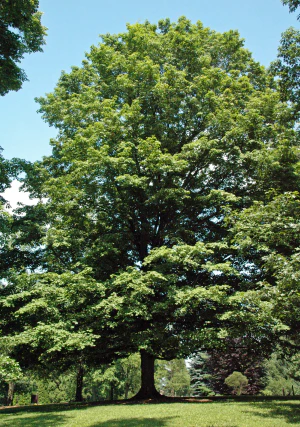 Клён сахарный (Acer saccharum)