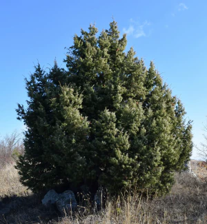 Можжевельник колючий (Juniperus oxycedrus). Общий вид