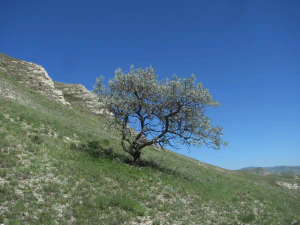 Груша иволистная (Pyrus salicifolia)