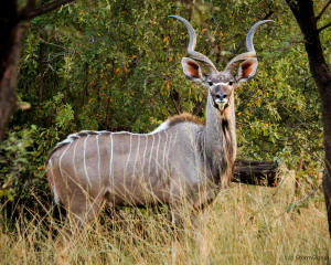 Большой куду (Tragelaphus strepsiceros)