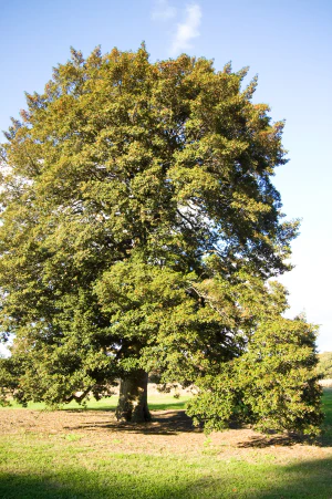 Падуб тусклый (Ilex opaca)