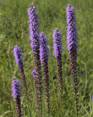 Лиатрис колосковый (Liatris spicata)