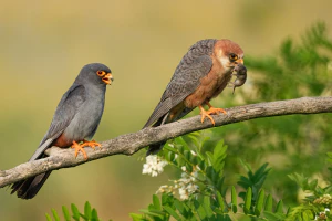 Кобчики (Falco vespertinus) с добычей