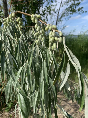 Лох узколистный (Elaeagnus angustifolia). Плоды