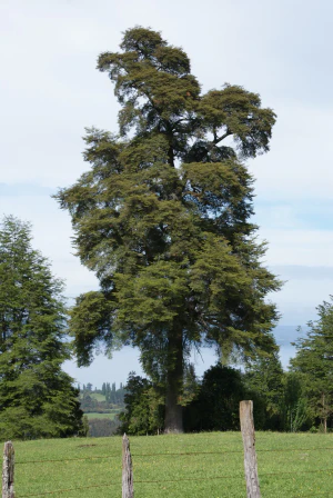 Нотофагус Домби (Nothofagus dombeyi)
