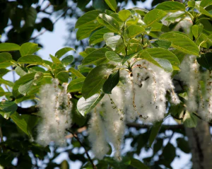 Тополь душистый (Populus suaveolens). Плодоношение