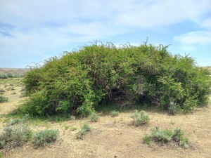 Барбарис цельнокрайний (Berberis integerrima)