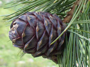 Сосна кедровая европейская (Pinus cembrа). Шишка