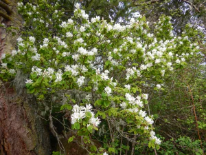 Ирга ольхолистная (Amelanchier alnifolia)