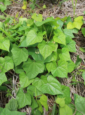 Луносемянник даурский (Menispermum dauricum)