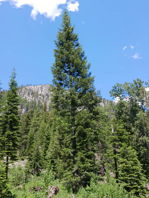 Pseudotsuga mensiziesii var. glauca