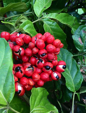 Гуарана (Paullinia cupana). Плоды