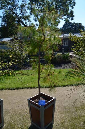 Pinus tecunumanii.jpg