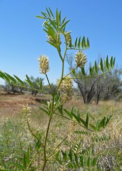 Glycyrrhiza lepidota 4.jpg