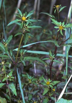 Bidens tripartita1 eF.jpg