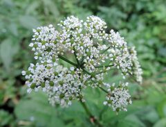 Chaerophyllum aromaticum kz5 flowers.JPG