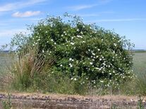 Carretera Piña de Campos - Tamara de Campos 4.jpg