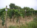 Famous Georgian vineyards in Kakheti