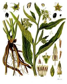 Symphytum officinale - Köhler–s Medizinal-Pflanzen-268.jpg