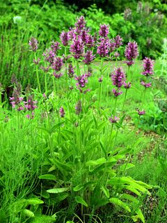 Betonica officinalis Munich Botanic garden.JPG